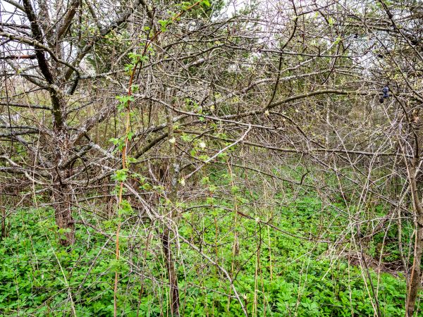Underbrush Clearing in Fort Walton Beach