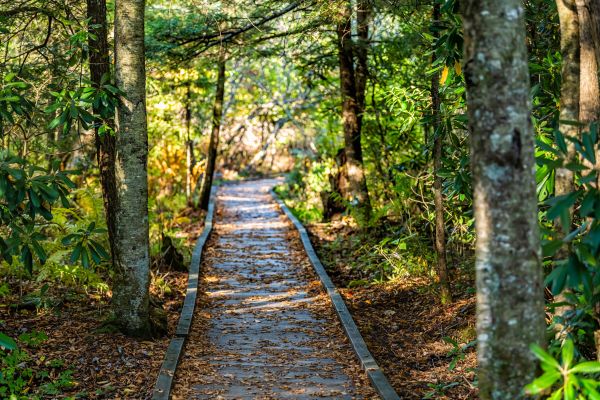 Trail Clearing in Fort Walton Beach